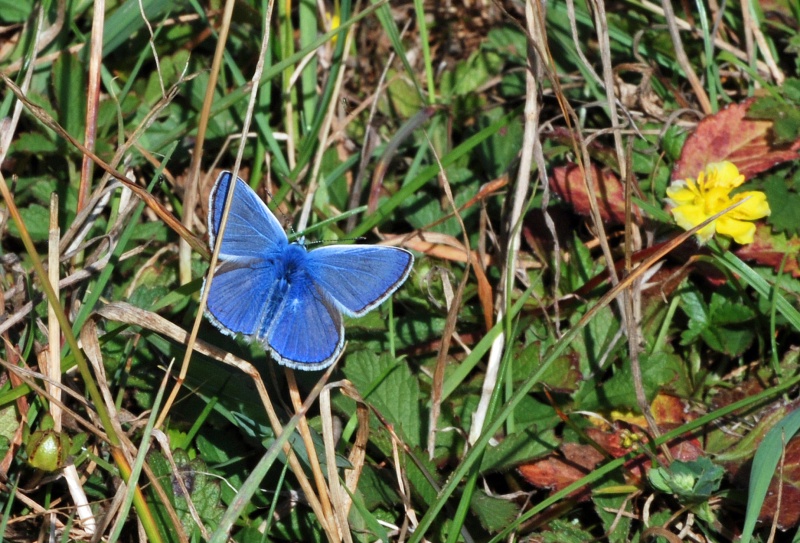 Common Blue - Butterflies