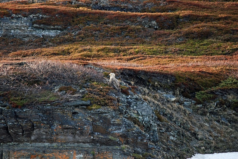 White-tailed Eagle - North Finland and north Norway - May and June 2009