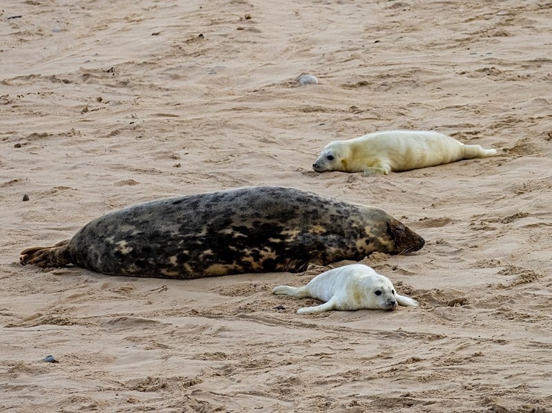 Atlantic Grey Seal - Atlantic Grey Seals