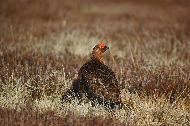 Red Grouse - Game birds
