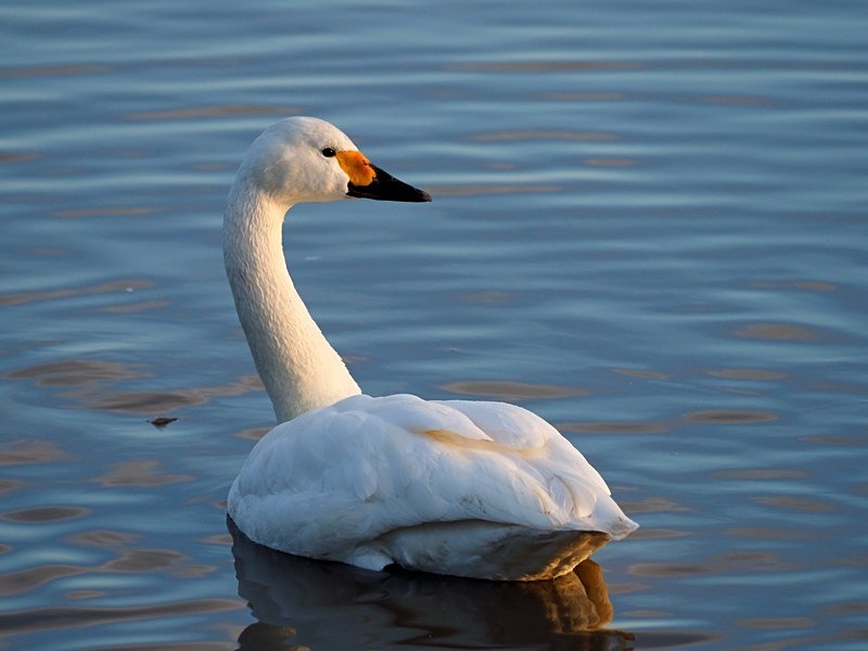 Bewick's Swan - Whooper and Bewick's Swans