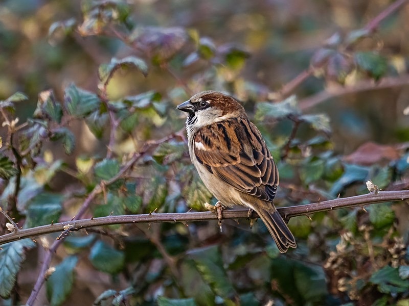House Sparrow - Sparrows