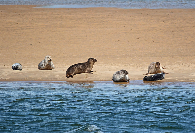 Common Seals - Common Seals
