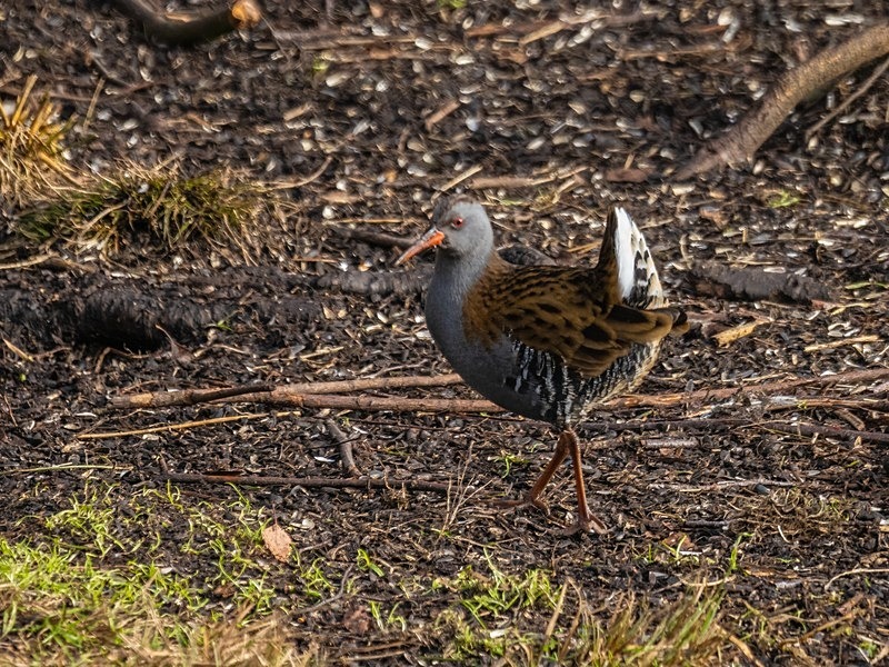 Water Rail - Crakes and rails