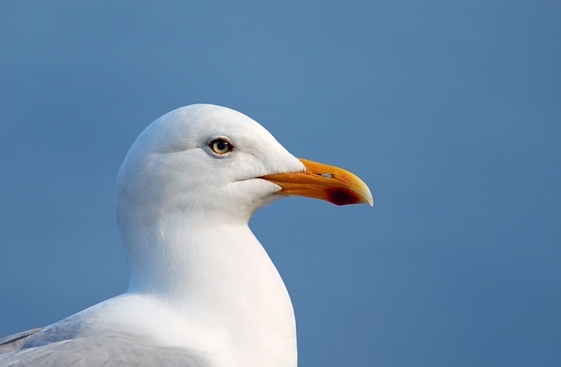 Herring Gull - Gulls