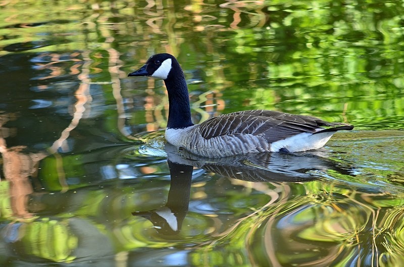 Canada Goose