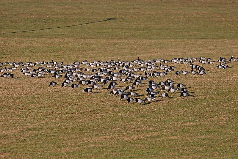 Barnacle Geese 10 - Black geese