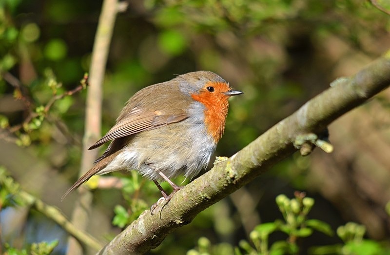Robin - Robins