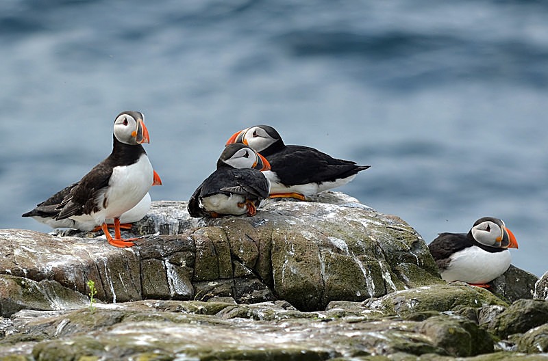 June 2014 - Puffins - Photos of the month