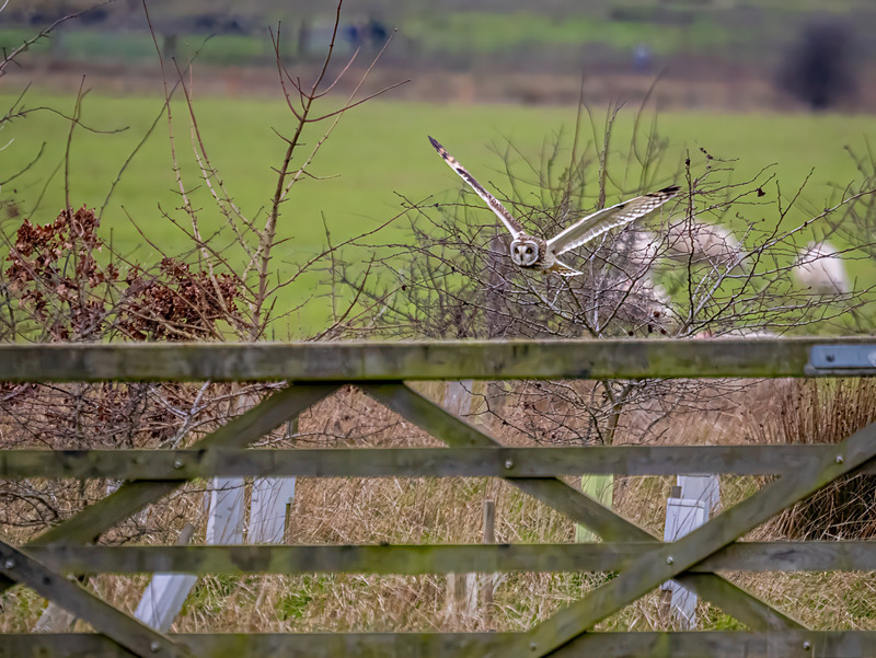 Short-eared Owl - Latest photos