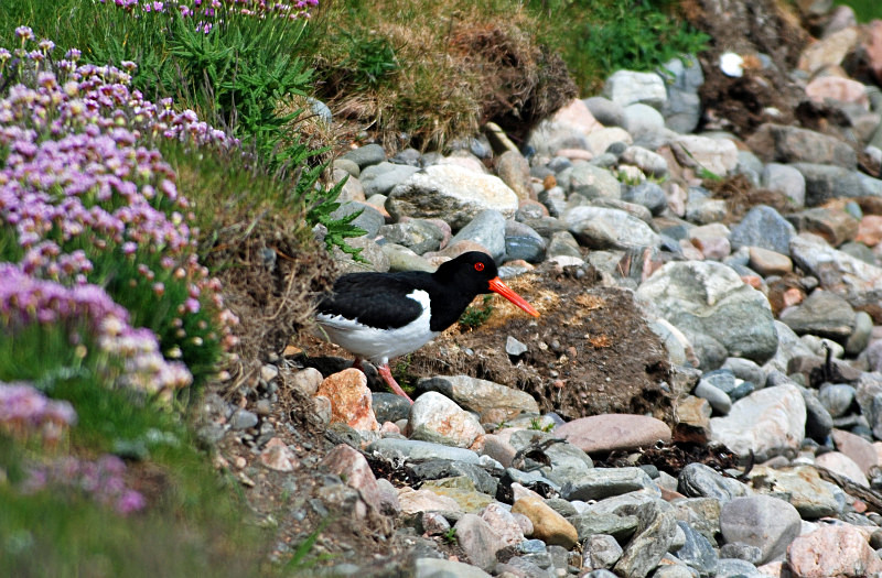 Oystercatcher - Oystercatchers