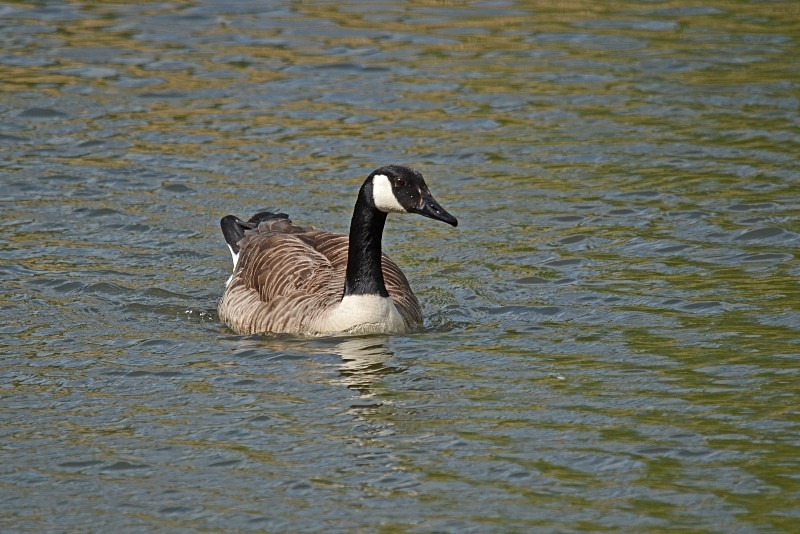 Canada Goose - Black geese