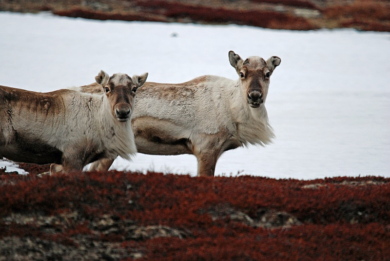 Reindeer - Norway