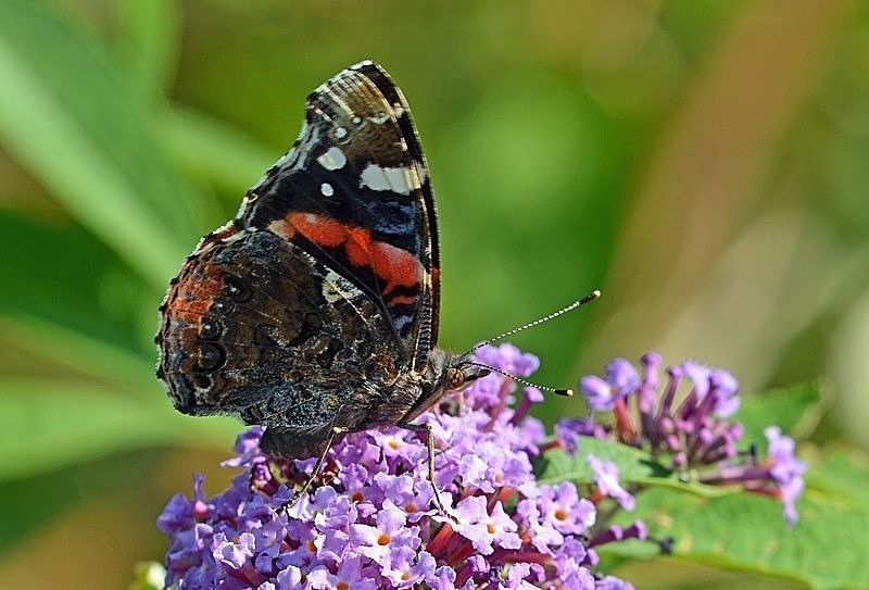 Red Admiral - Butterflies