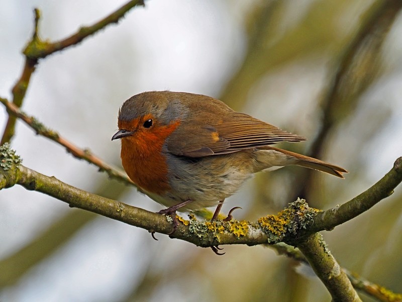 Robin - Robins
