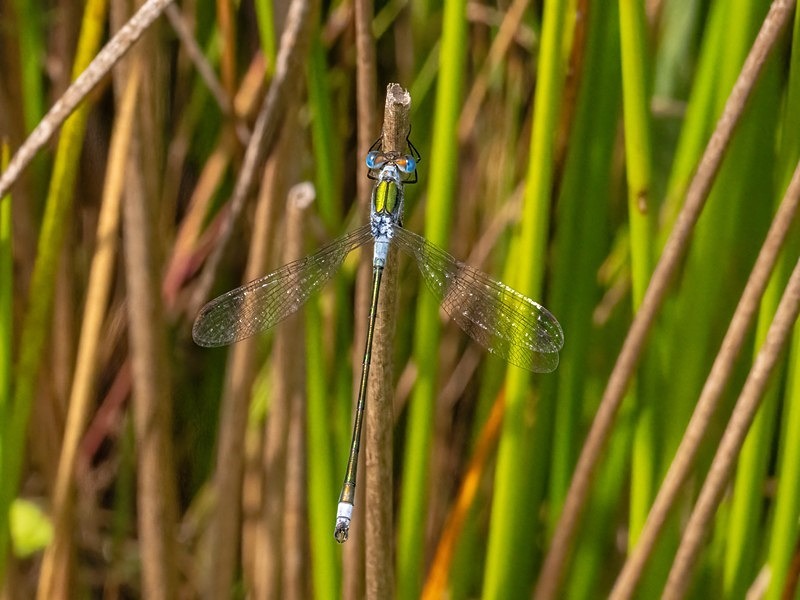 Emerald Damselfly - Dragonflies and damselflies