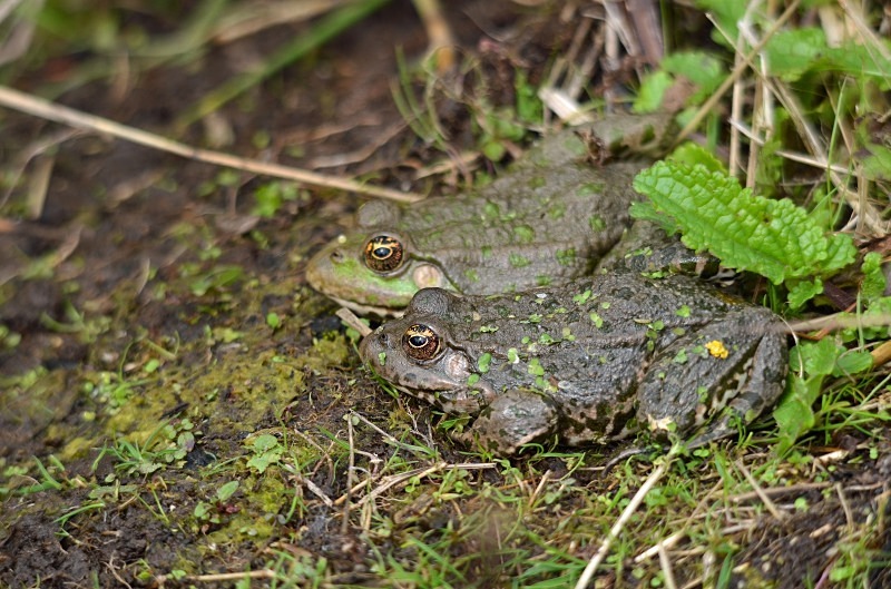 Marsh Frogs - Marsh Frog