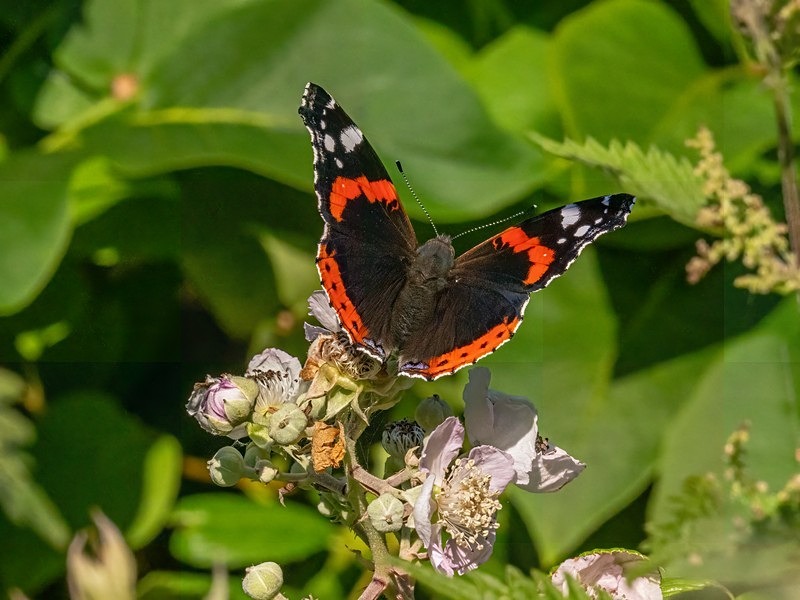 Red Admiral - Butterflies