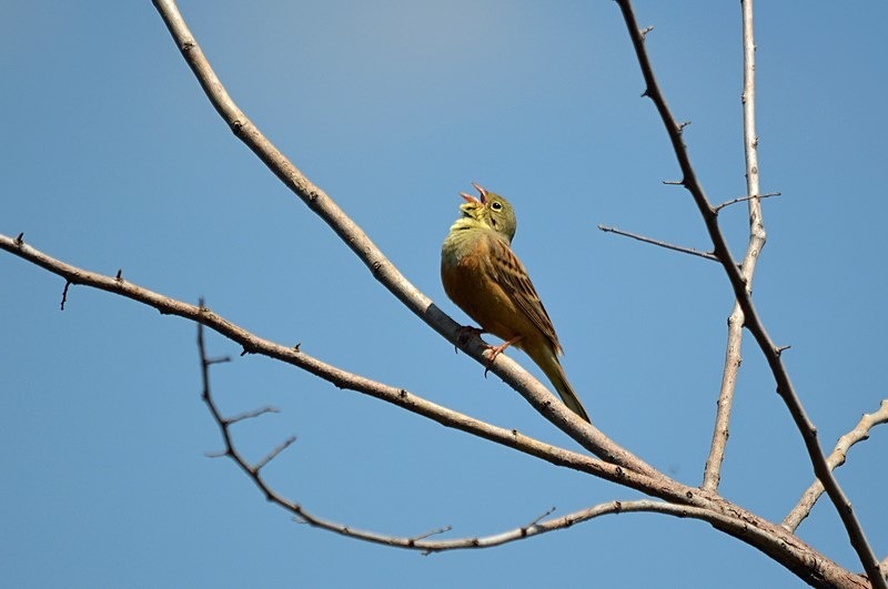 Ortolan - Bulgaria