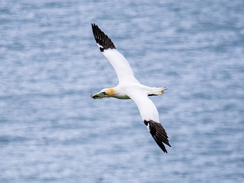 Gannet - Latest photos