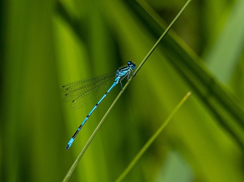 Azure Damselfly - Dragonflies and damselflies
