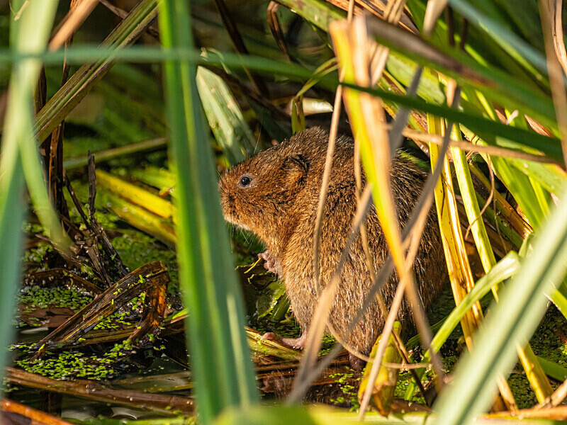 Water Vole - Latest photos