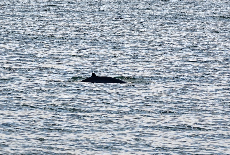 Minke Whale - Reykjavík and Reykjanes peninsula