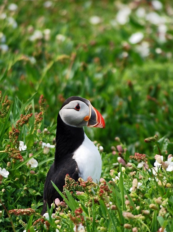 Puffin - Puffins
