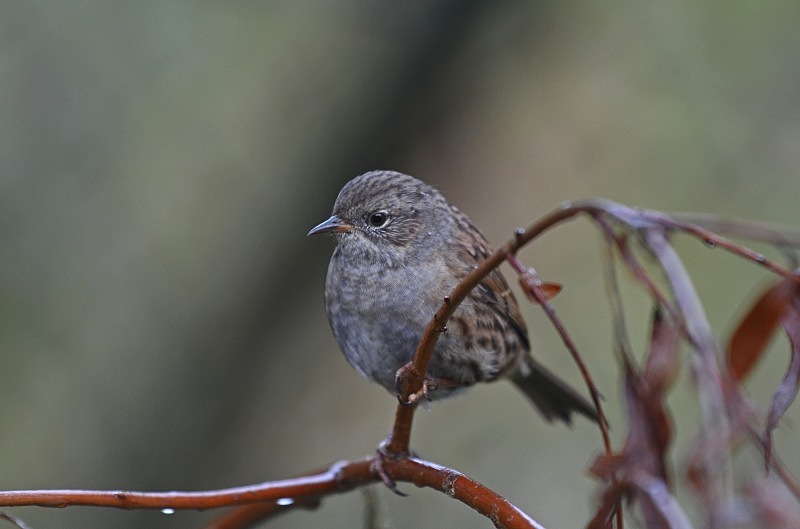Dunnock - Dunnocks