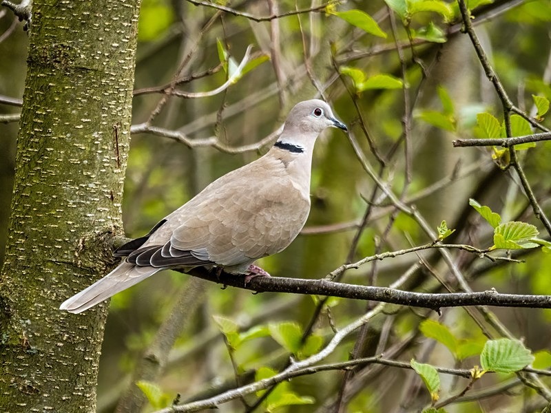 Collared Dove - Pigeons and doves