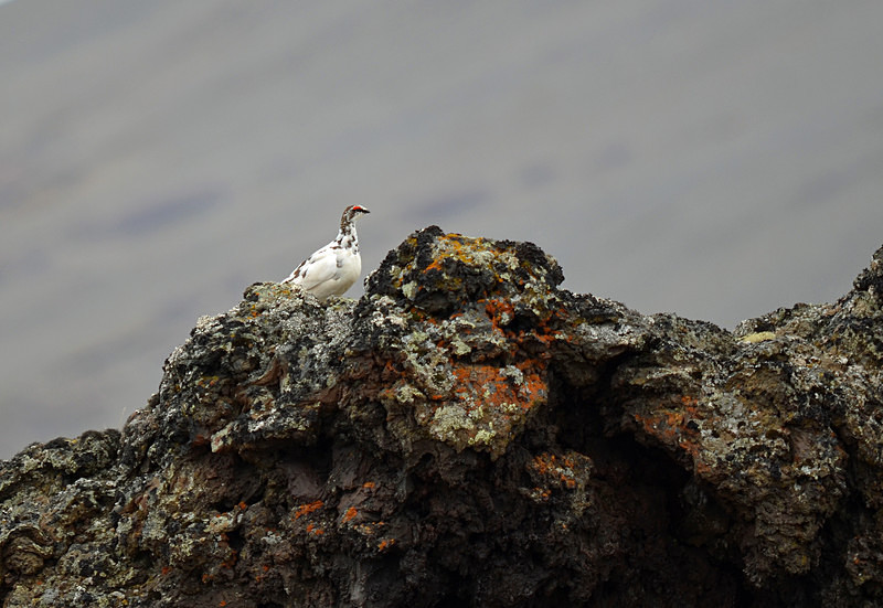 Ptarmigan - North east Iceland