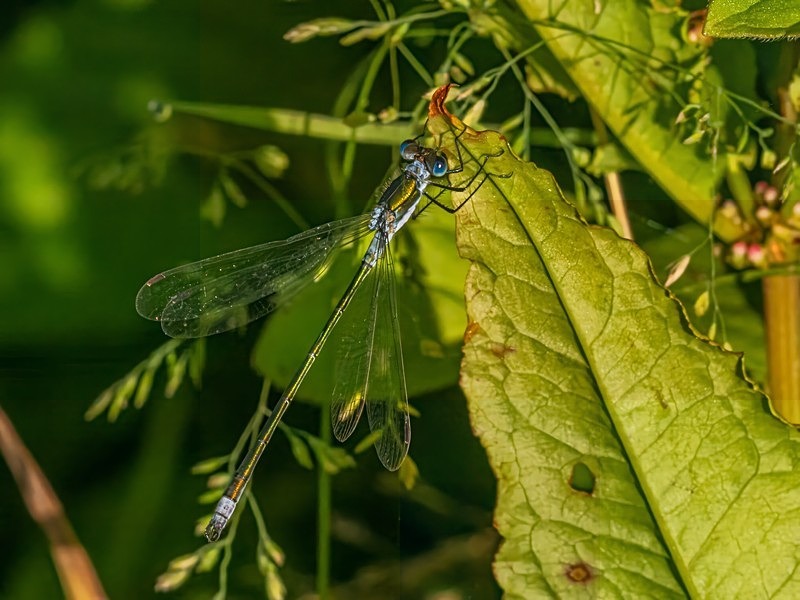 Emerald Damselfly - Dragonflies and damselflies