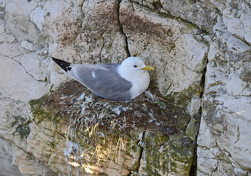 Kittiwake - Gulls