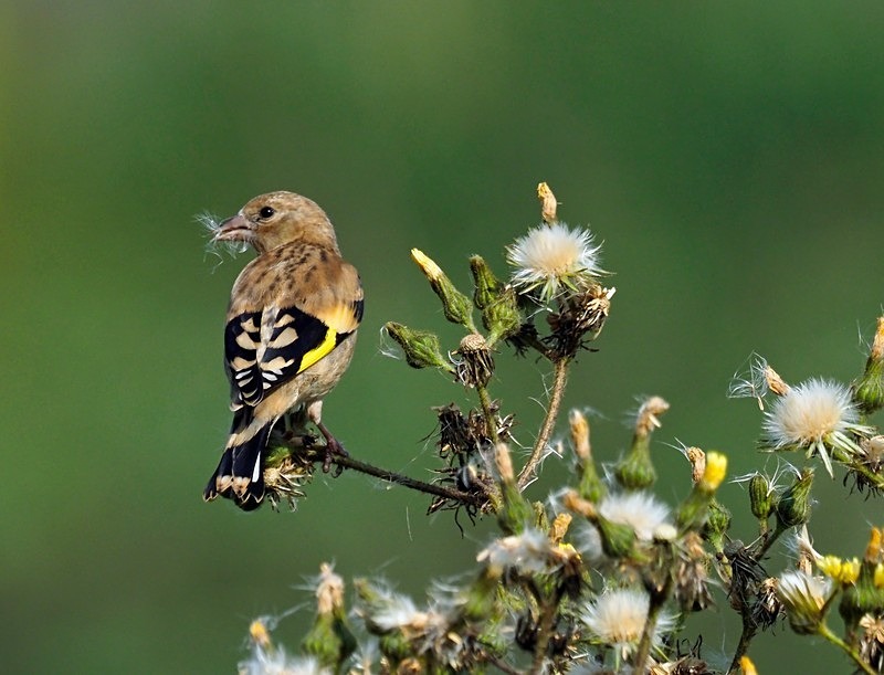 Juvenile Goldfinch - Finches