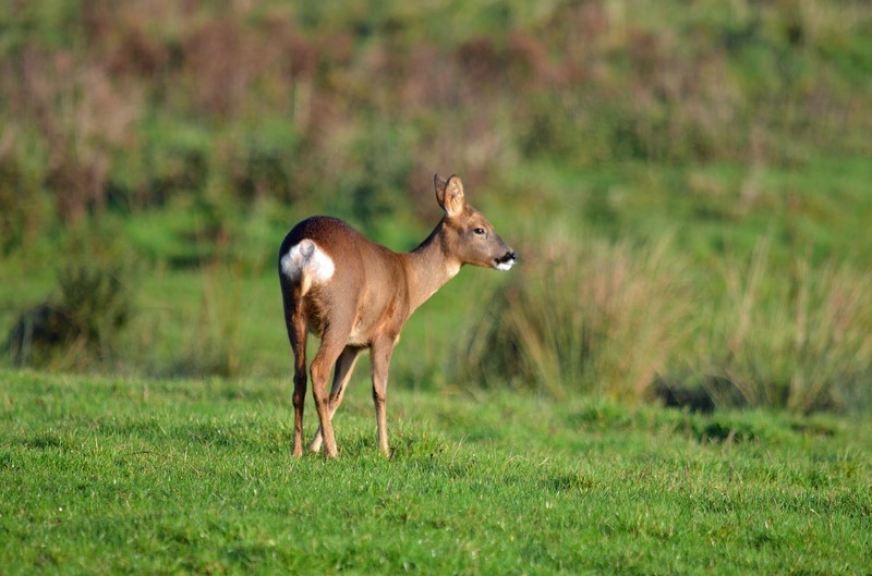 Roe Deer - Roe Deer