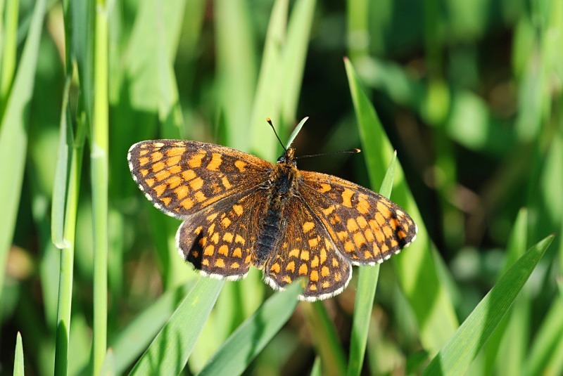 Heath Fritillary - Butterflies