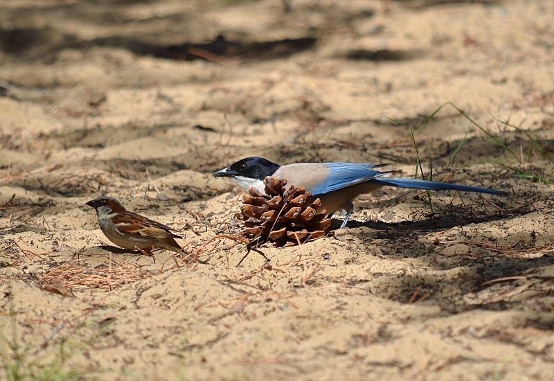 Azure-winged Magpie - South and west Spain - April and May 2012