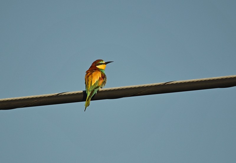 European Bee-eater - South and west Spain - April and May 2012