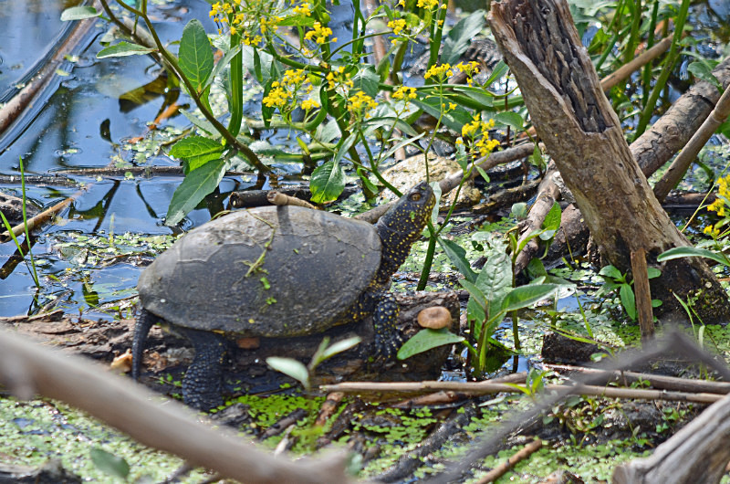 European Pond Terrapin - Central Macedonia