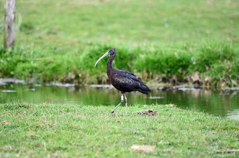 Glossy Ibis - Ibises