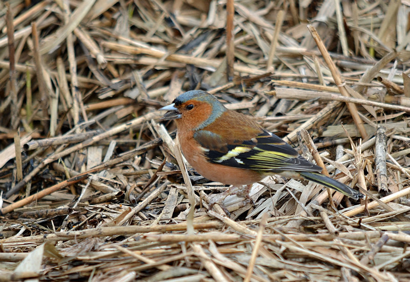 Chaffinch - Finches
