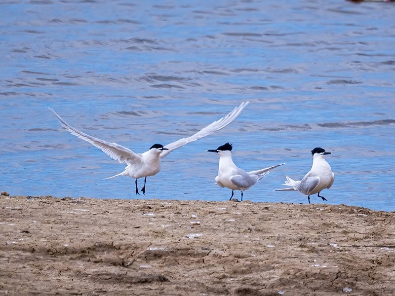 Sandwich Terns - Terns