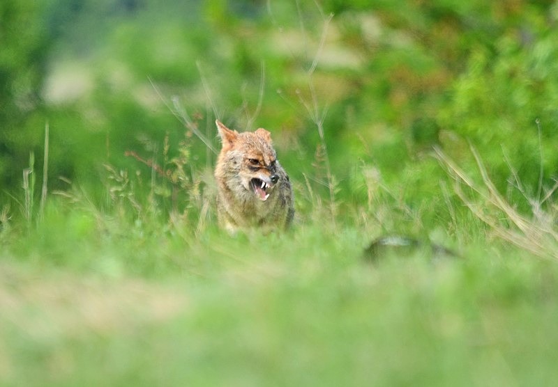 Golden Jackal - Bulgaria