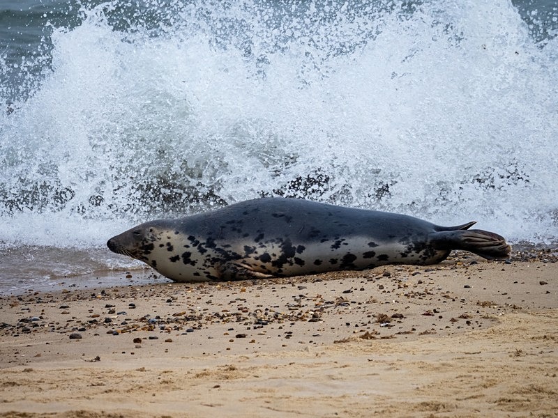 Atlantic Grey Seal - Atlantic Grey Seals