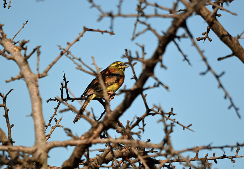 Cirl Bunting - East Macedonia and Thrace