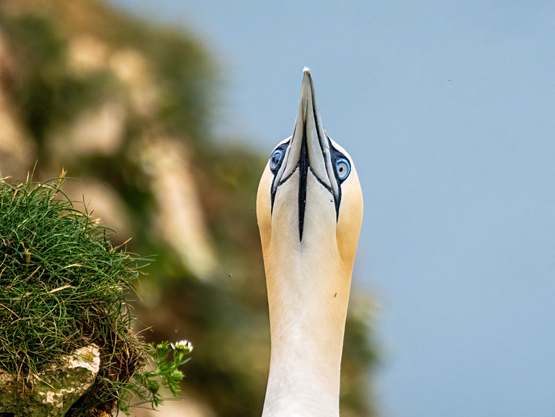 Gannet - Latest photos