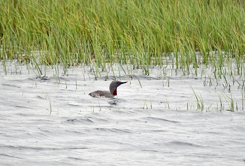 Red-throated Diver - North Norway
