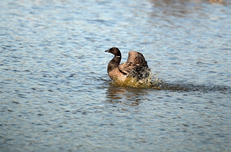 Dark-bellied Brent Goose - Black geese