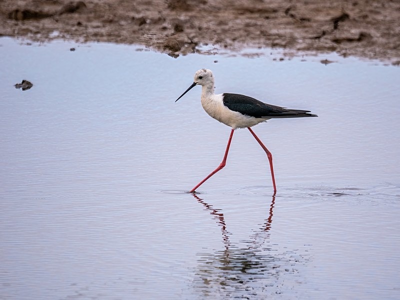 Black-winged Stilt - Avocets and stilts