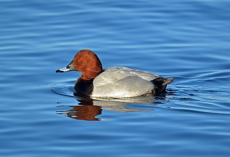 Common Pochard - Diving ducks